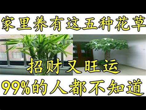 榕樹風水禁忌|榕樹在門口風水十大禁忌 大門前種榕樹影響風水嗎